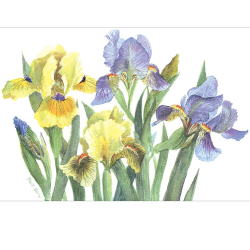PS47 Blue And Yellow Iris