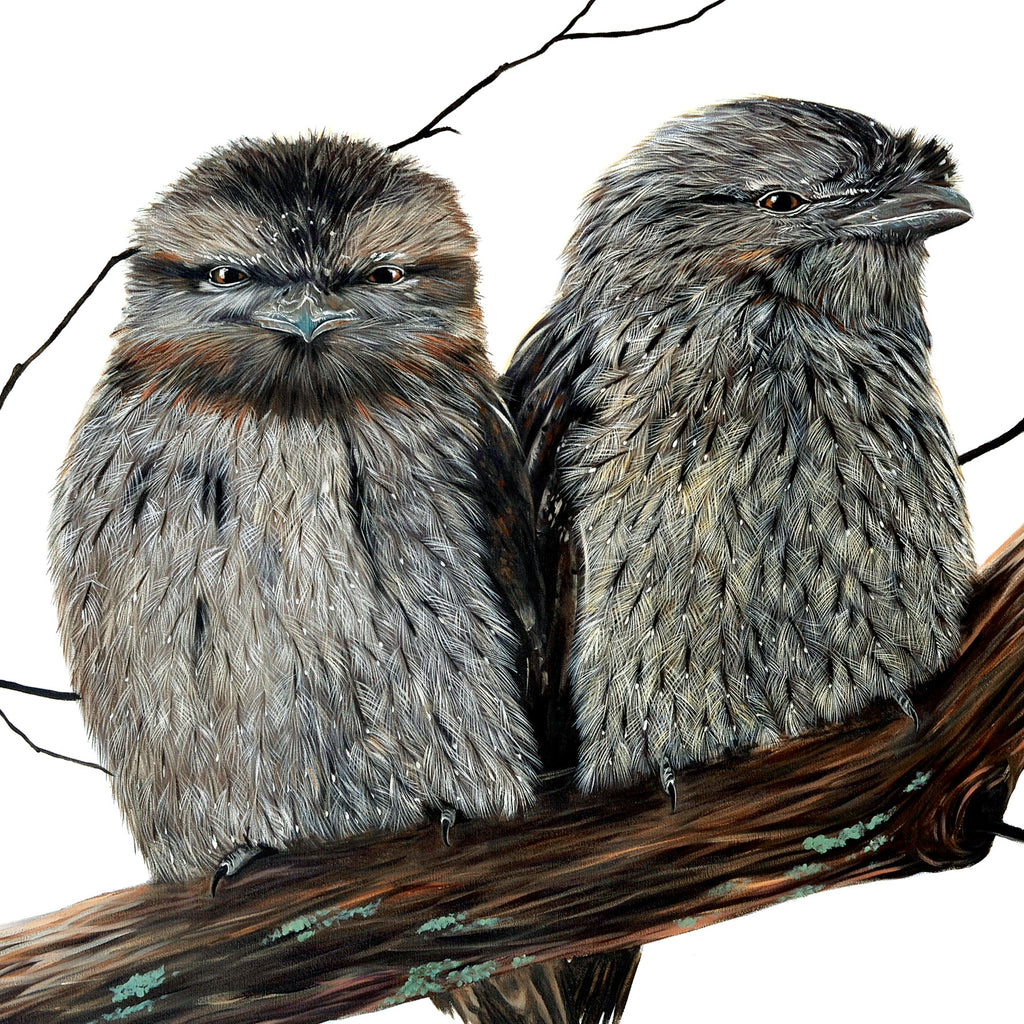 Tilly & Ted (Australian Tawny Frogmouths)