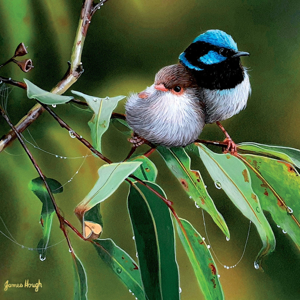 Affection (Superb Fairy Wrens)