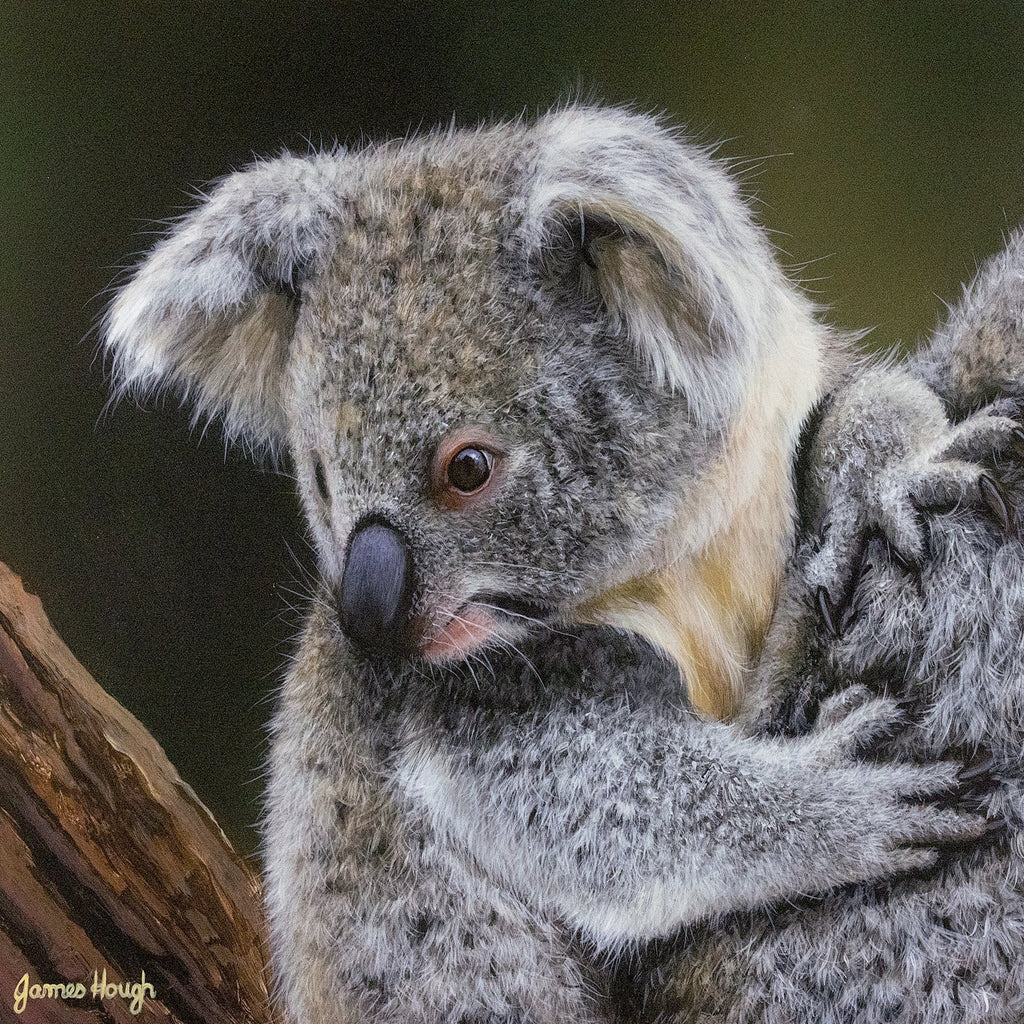 Inquisitive Joey (Australian Koala)
