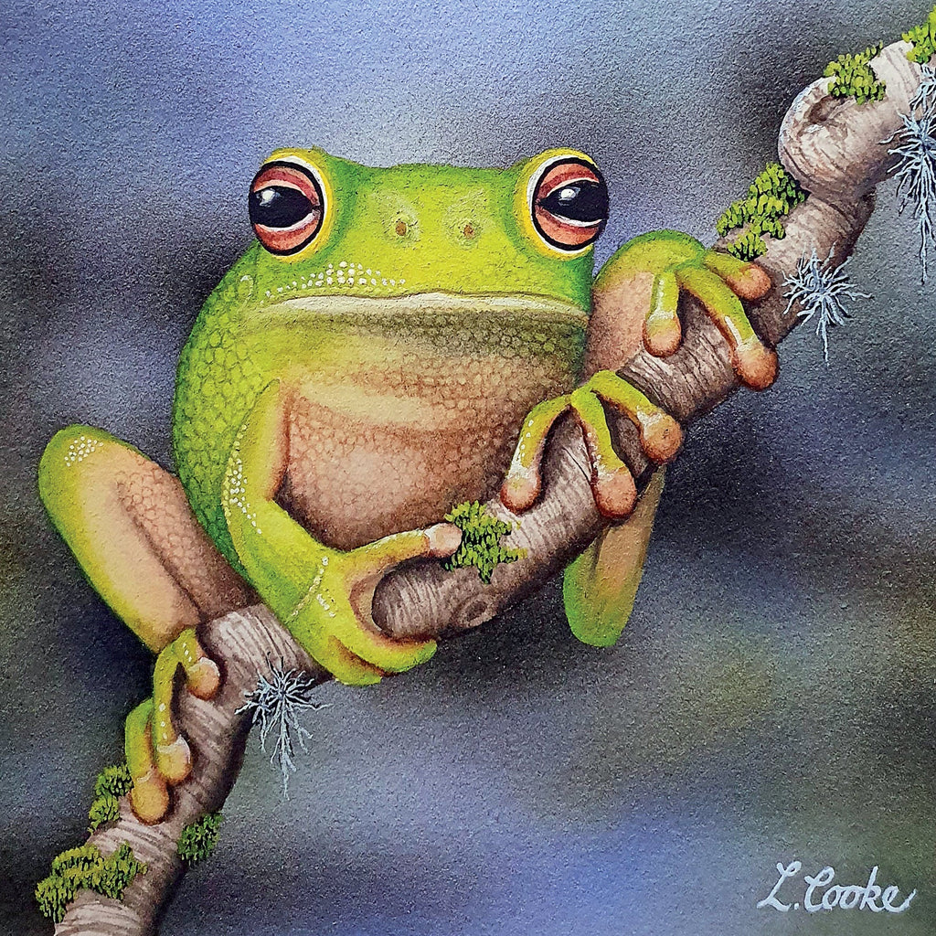 Hanging On (Australian Green Tree Frog)