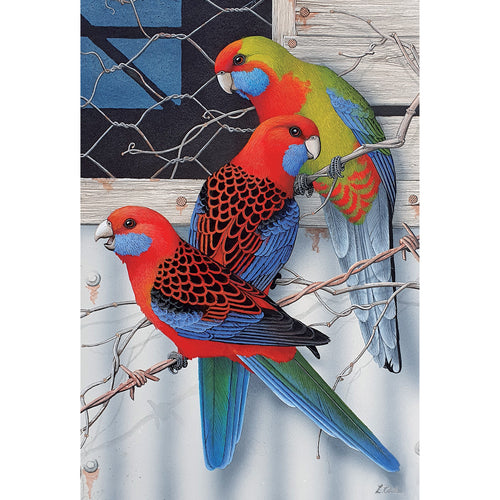 LC72 Australian Crimson Rosellas