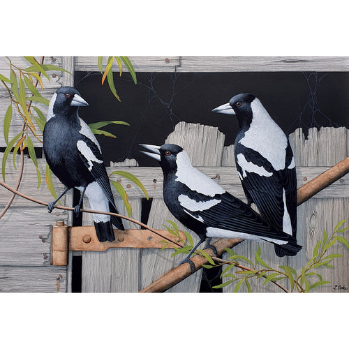 LC73 Australian Magpies