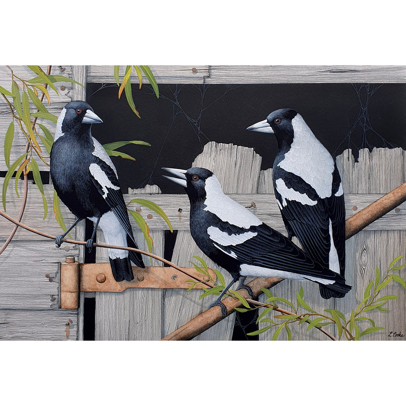LC73 Australian Magpies