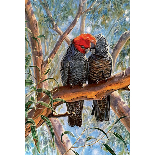 EB14 Lovebirds (Australian Gang-gang Cockatoos)
