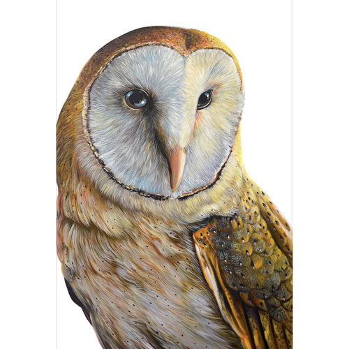 EB17 Sophie (Australian Barn Owl)