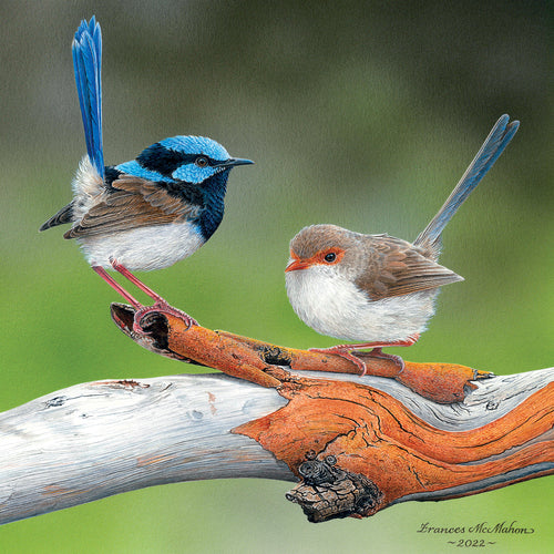 FM06LS The Handsome Suitor (Superb Fairy-Wrens)