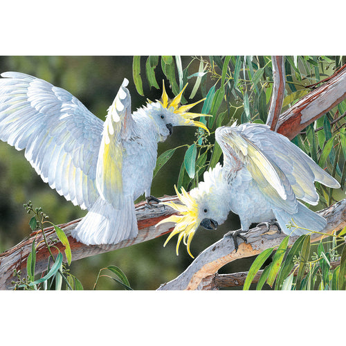 FM07 Showing Off (Australian Sulphur-Crested Cockatoos)