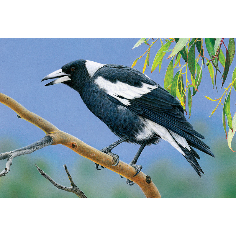 FM08 The Pied Piper (Australian Magpie)