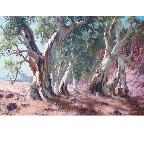 JCD35 A Family Of Gums, Flinders Ranges, SA