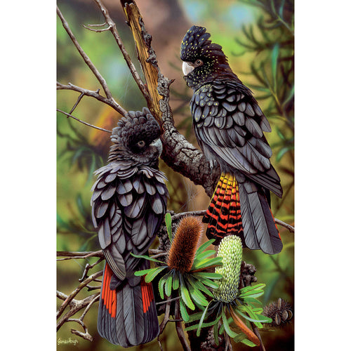 JMH03 Travel Companions (Australian Red-Tailed Black Cockatoos)