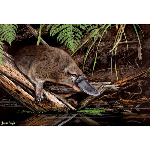 JMH15 River Bank Burrow (Australian Platypus)
