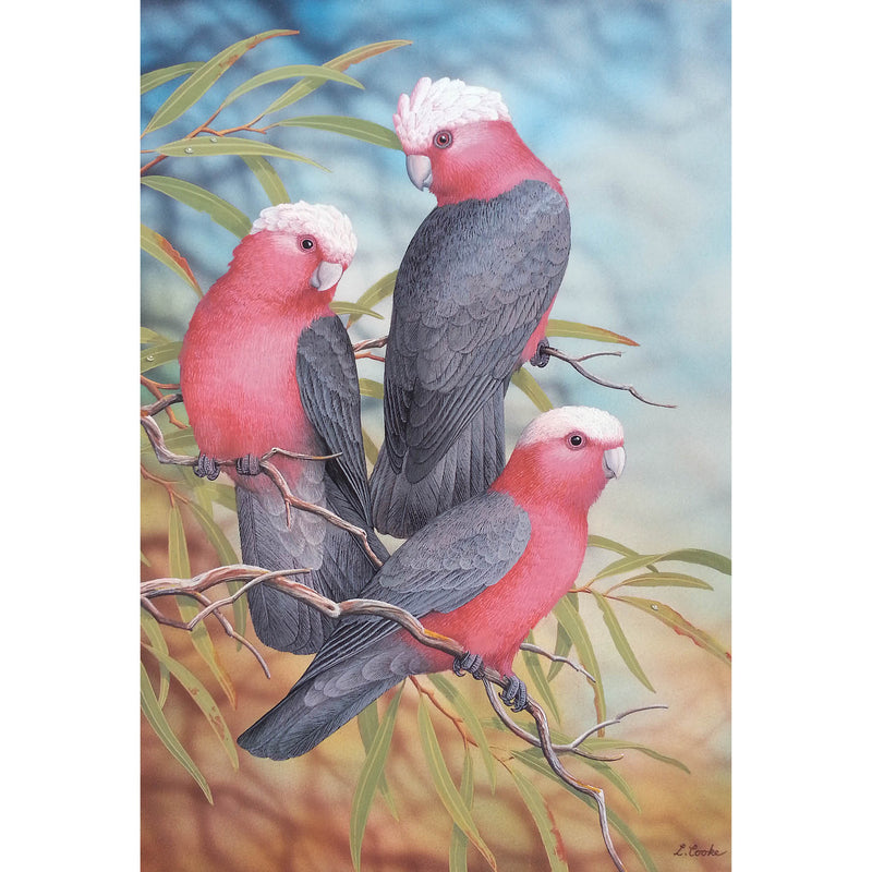 LC38 Australian Galahs (Rose-breasted Cockatoos)