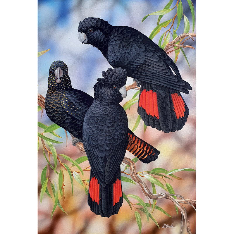 LC70 Australian Red-Tailed Black Cockatoos